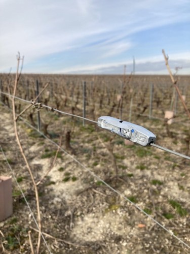 GP Fix Vineyards_Image.jpeg